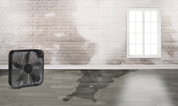 Best Water damage contractors near me  in Shell Rock, IA